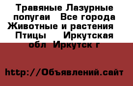 Травяные Лазурные попугаи - Все города Животные и растения » Птицы   . Иркутская обл.,Иркутск г.